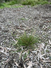 Microlaena stipoides