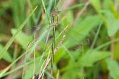Lestes virens