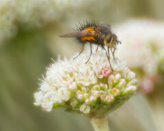 Tachininae