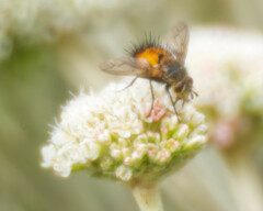 Tachininae
