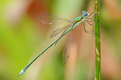 Lestes virens