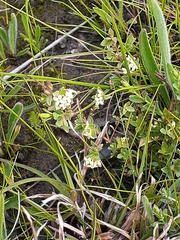 Pimelea spinescens