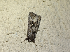 Autographa californica