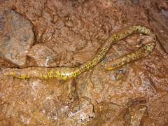 Uropeltis