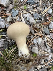 Lycoperdon excipuliforme