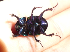 Trypocopris pyrenaeus