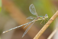 Lestes barbarus