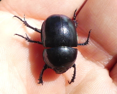 Trypocopris pyrenaeus