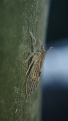 Delphacidae