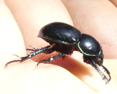 Trypocopris pyrenaeus