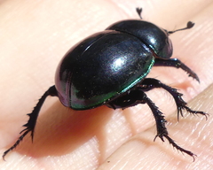 Trypocopris pyrenaeus