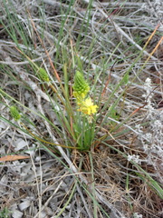Bulbine lagopus
