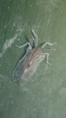 Delphacidae