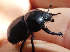 Trypocopris pyrenaeus