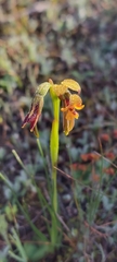 Diuris palustris