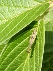 Odontomantis