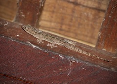 Hemidactylus frenatus