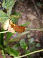 Trypanophora semihyalina