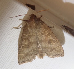Ipimorpha pleonectusa