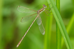 Lestes barbarus