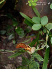 Trypanophora semihyalina