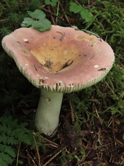 Russula