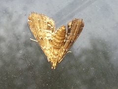 Elophila turbata