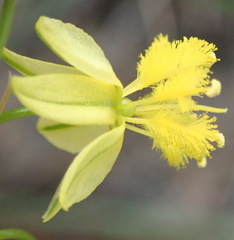 Bulbine lagopus