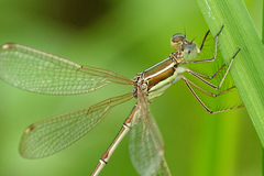 Lestes barbarus