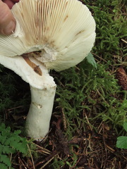 Russula