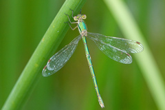 Lestes virens