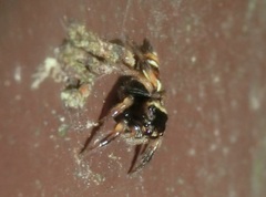 Ptocasius strupifer