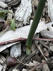 Prasophyllum