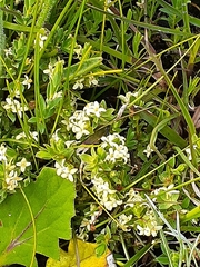 Pimelea spinescens