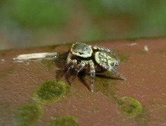 Carrhotus sannio