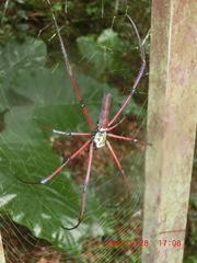 Nephila pilipes