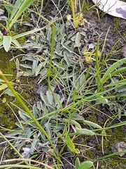 Chrysocephalum apiculatum