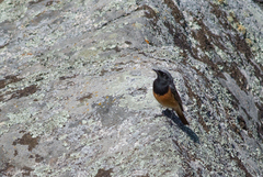 Phoenicurus ochruros phoenicuroides
