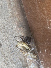 Melanoplinae