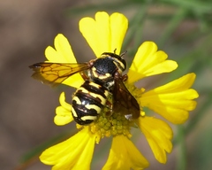 Dianthidium curvatum