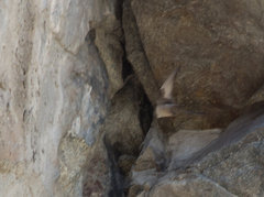 Ptyonoprogne rupestris