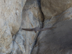Ptyonoprogne rupestris