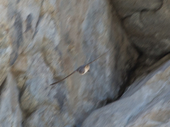 Ptyonoprogne rupestris