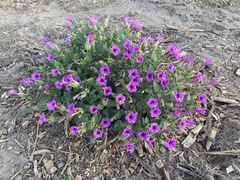 Mirabilis multiflora