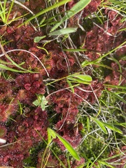 Drosera aberrans