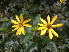 Helianthus decapetalus