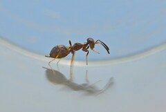 Eupelmus vesicularis