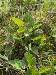 Pelargonium rodneyanum