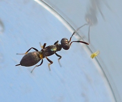 Eupelmus vesicularis