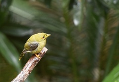 Manorina melanophrys